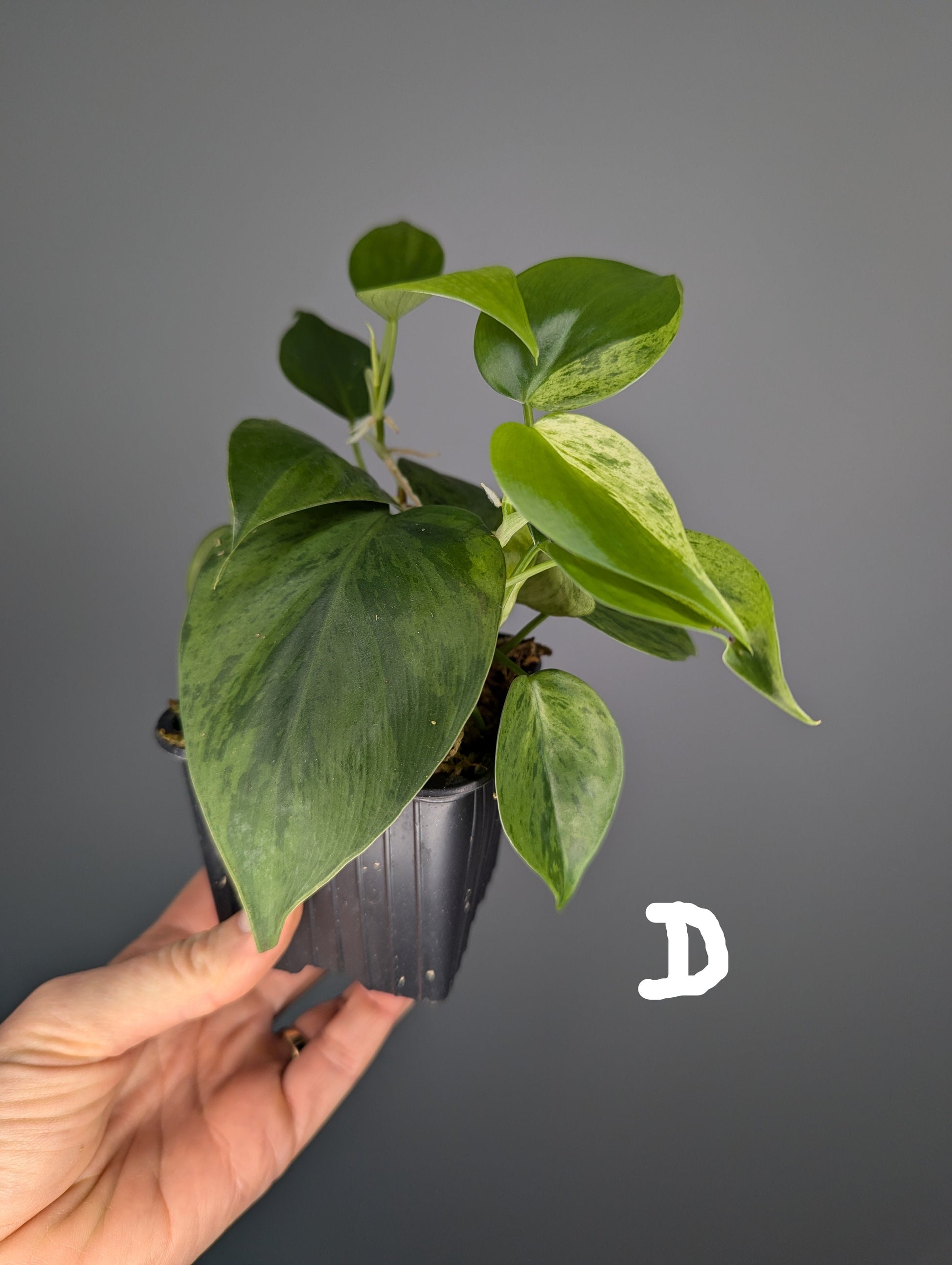 jeune philodendron hederaceum variegata, feuilles en forme de coeur 