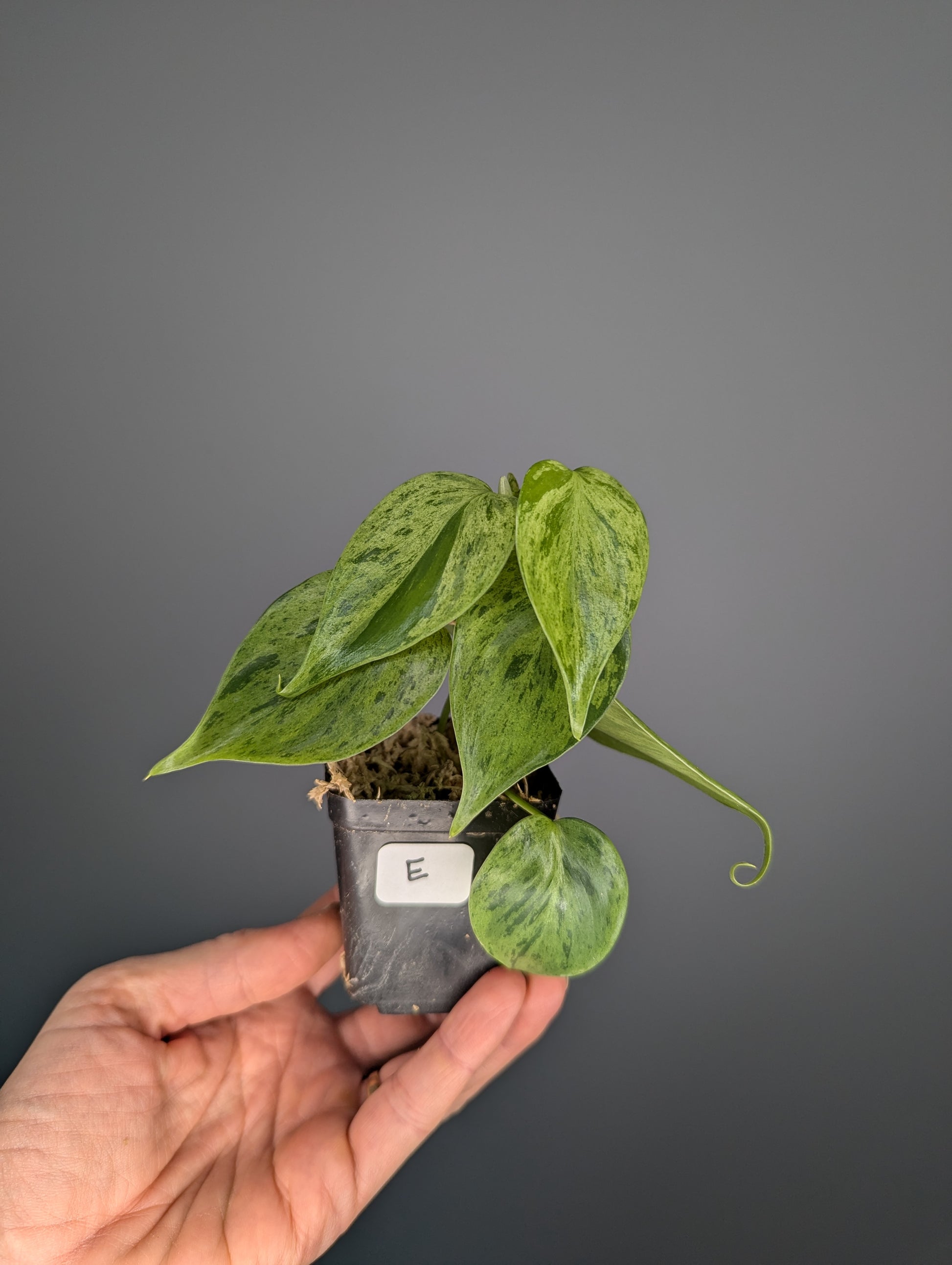 jeune philodendron hederaceum variegata, feuilles en forme de coeur 