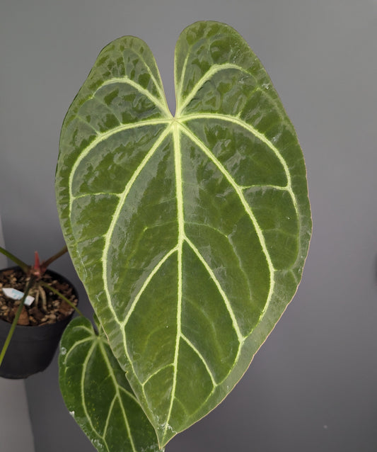 un anthurium en pot, aux feuilles velours