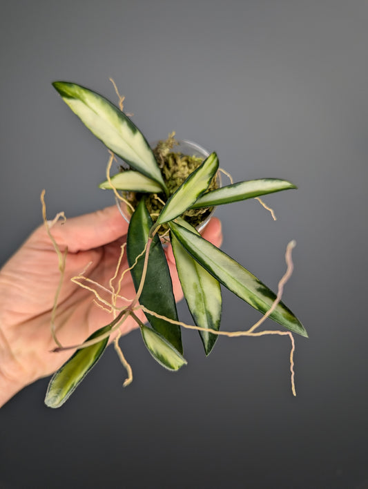 Hoya wayetii variegata