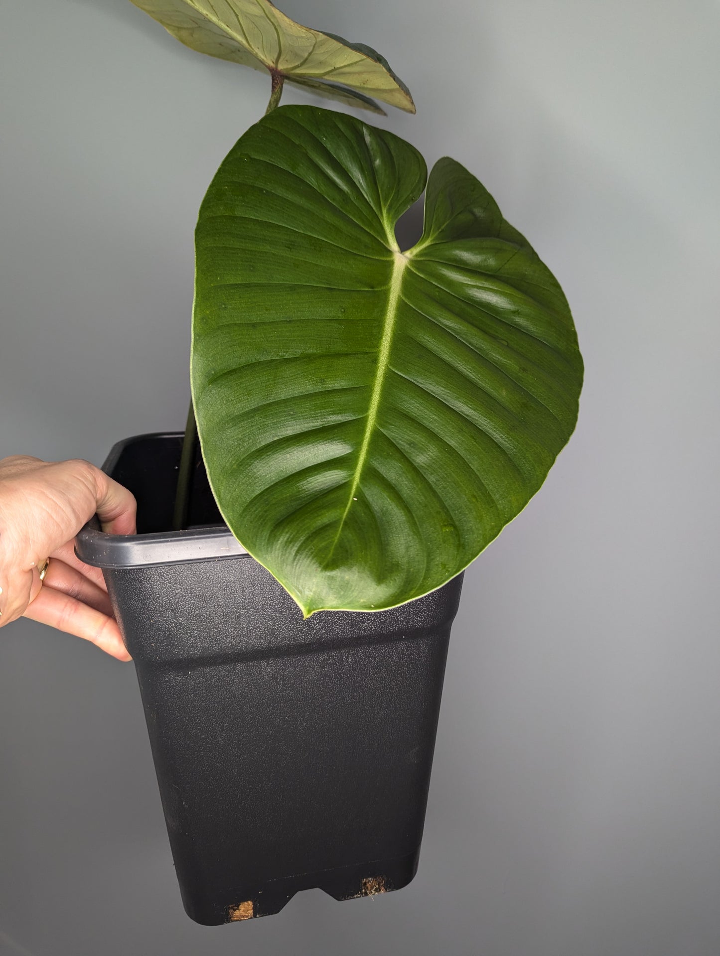 Philodendron lynamii