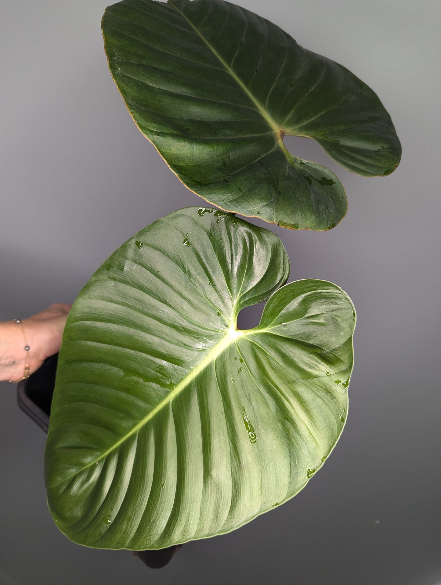 Philodendron lynamii