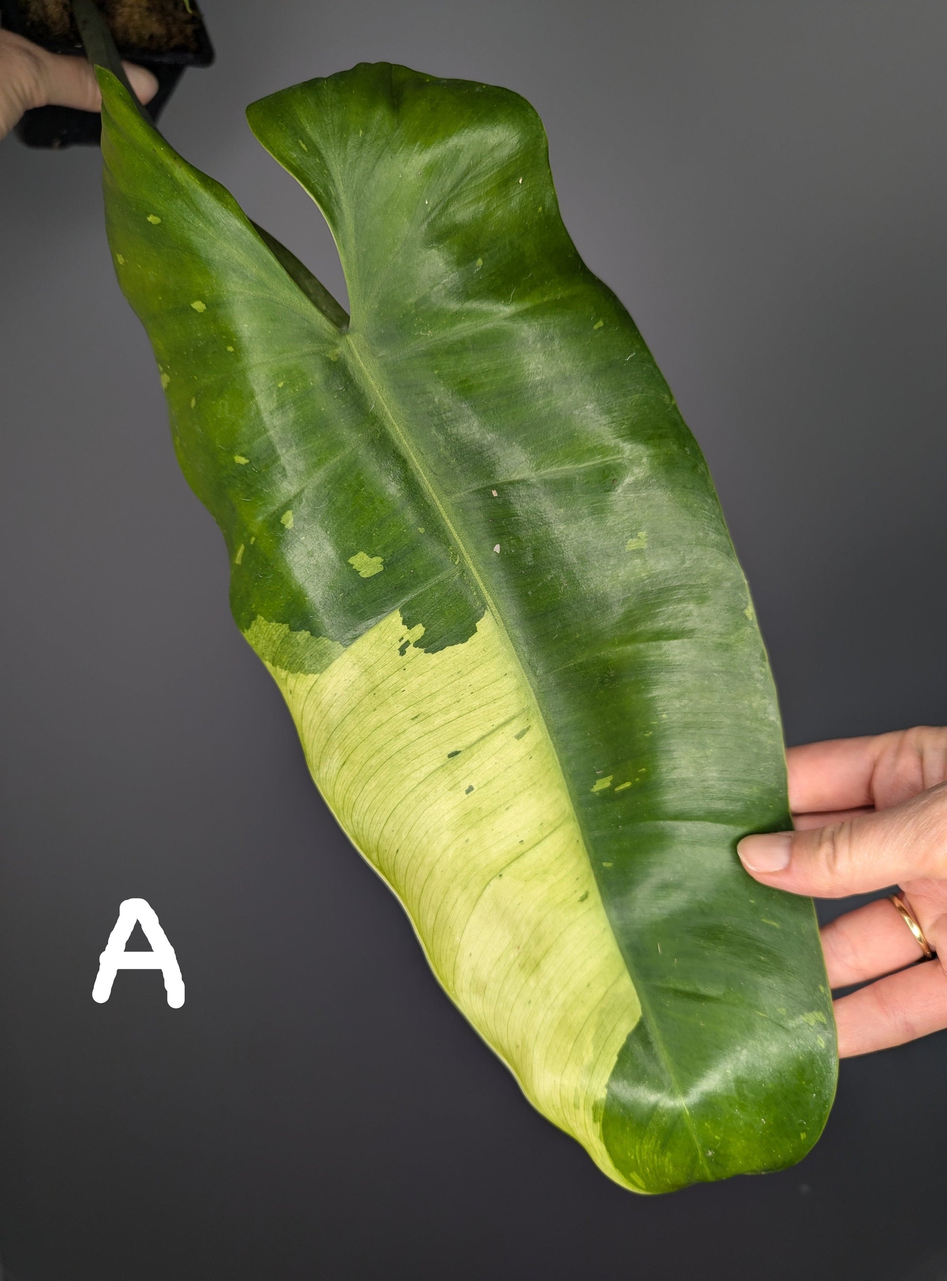 une feuille de philodendron José Buono