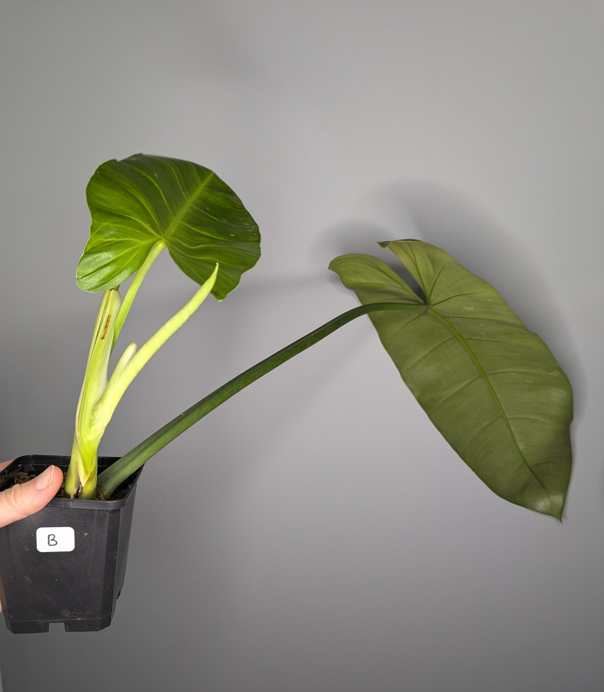 une feuille de philodendron José Buono