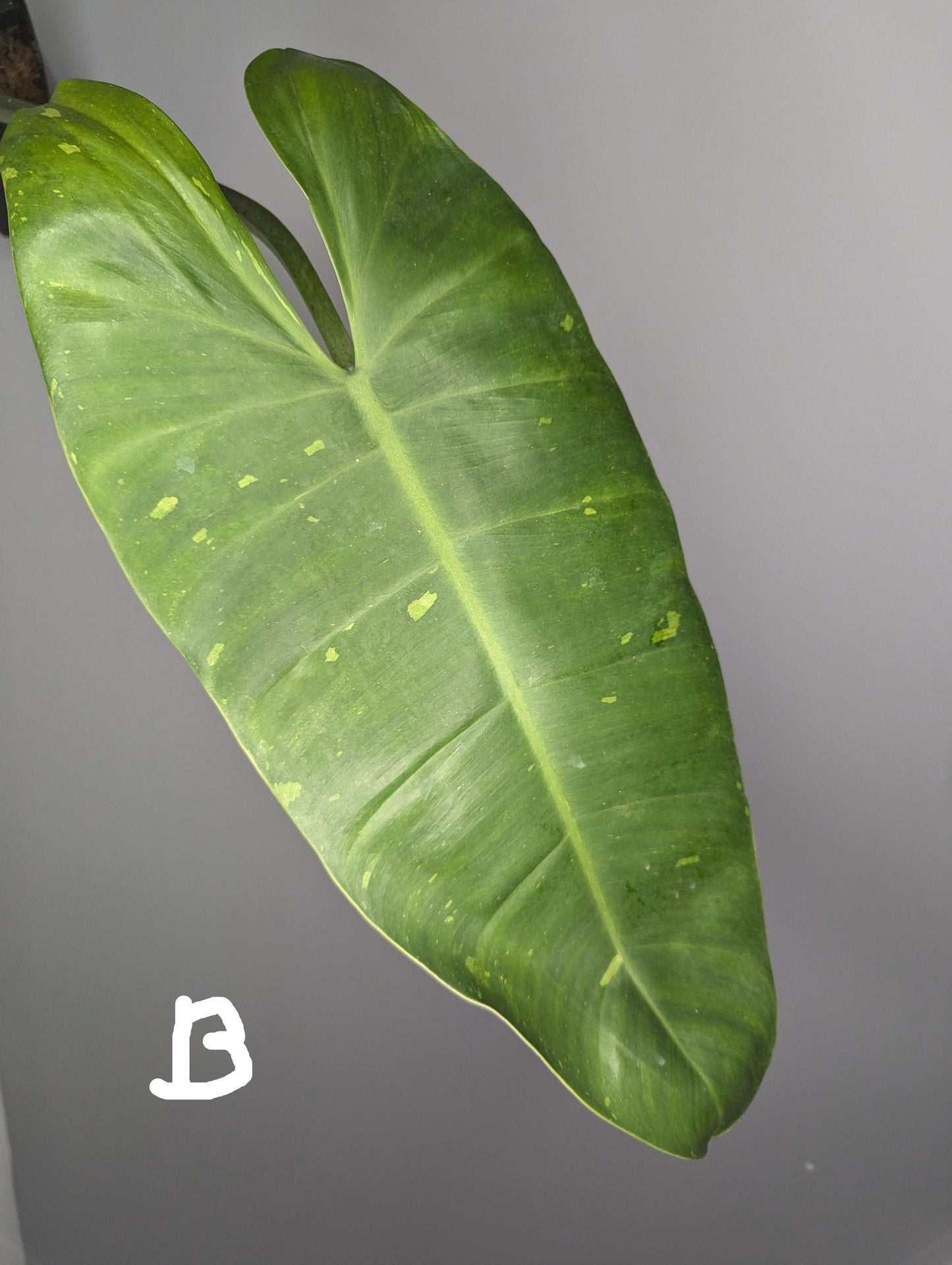 une feuille de philodendron José Buono