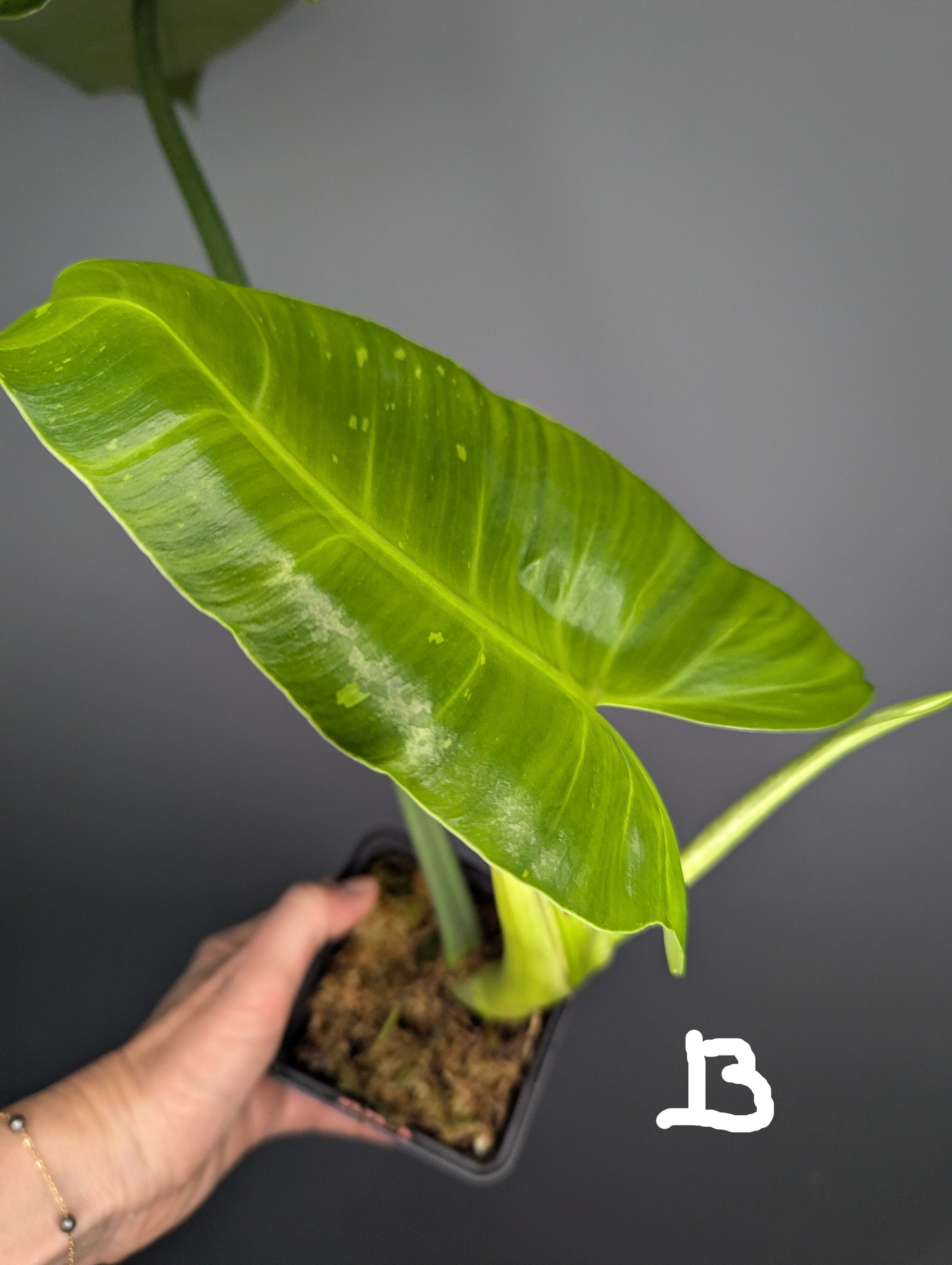 une feuille de philodendron José Buono