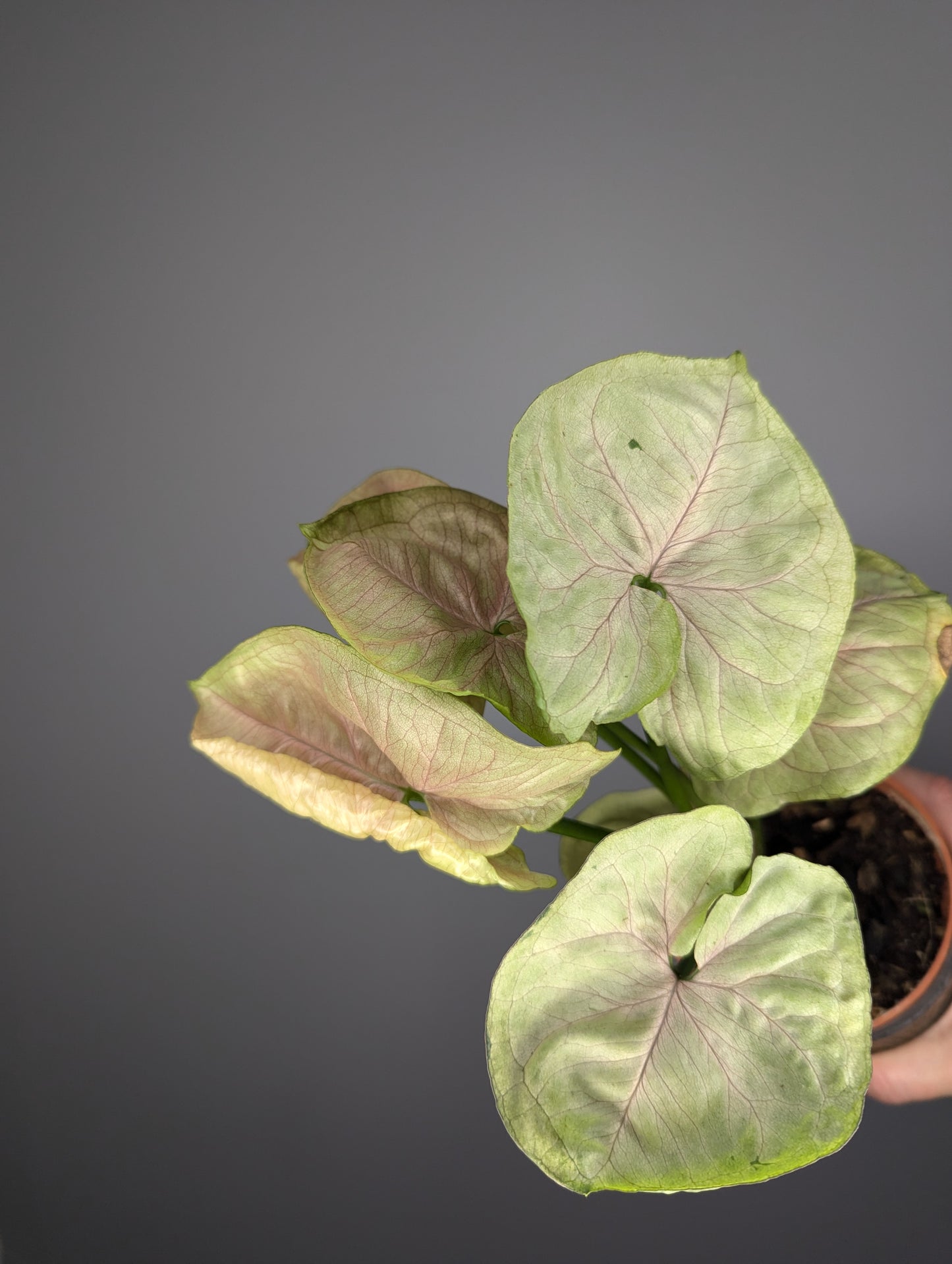 Syngonium Grey Ghost mutation