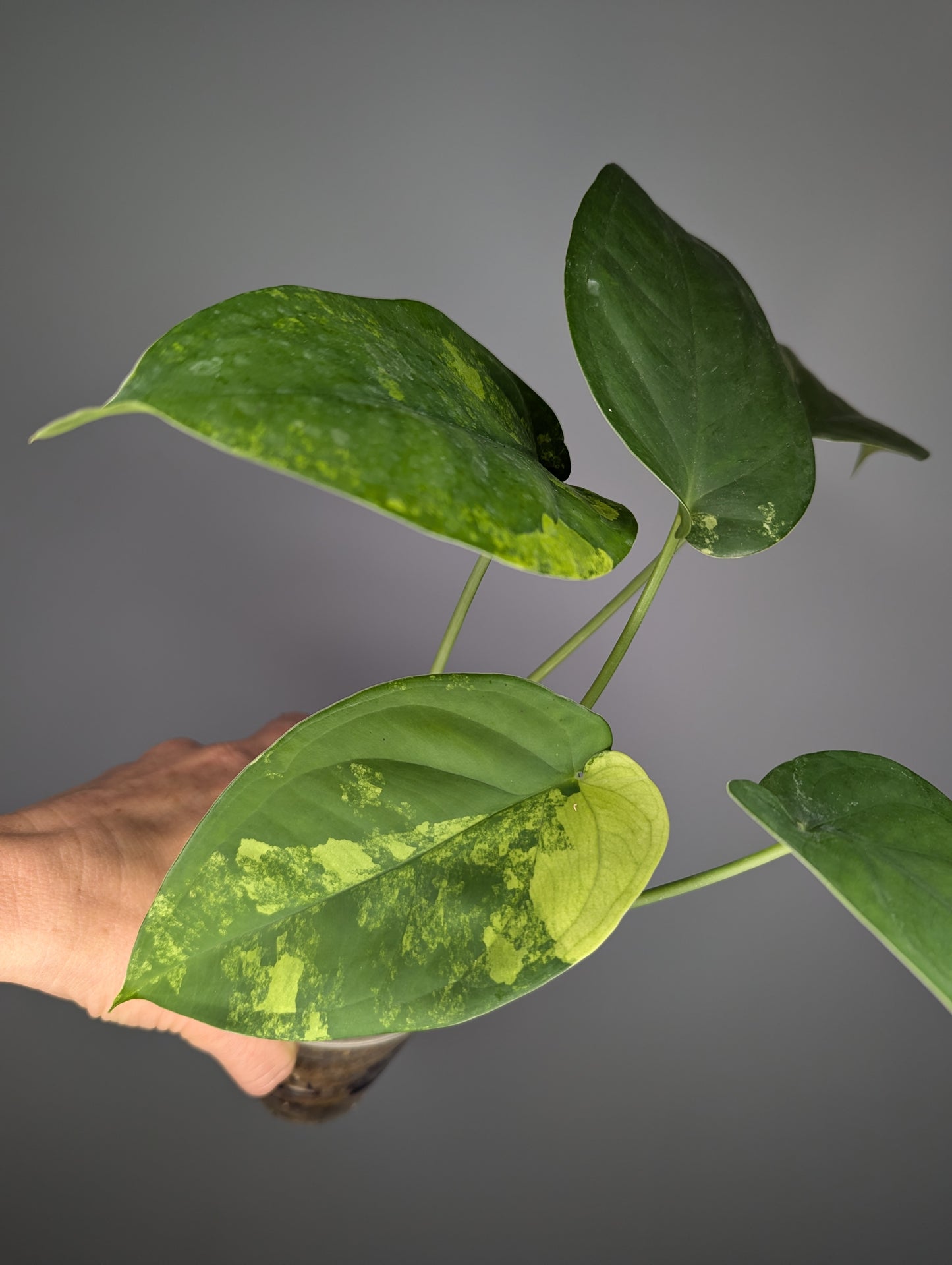 Syngonium chiapense variegata