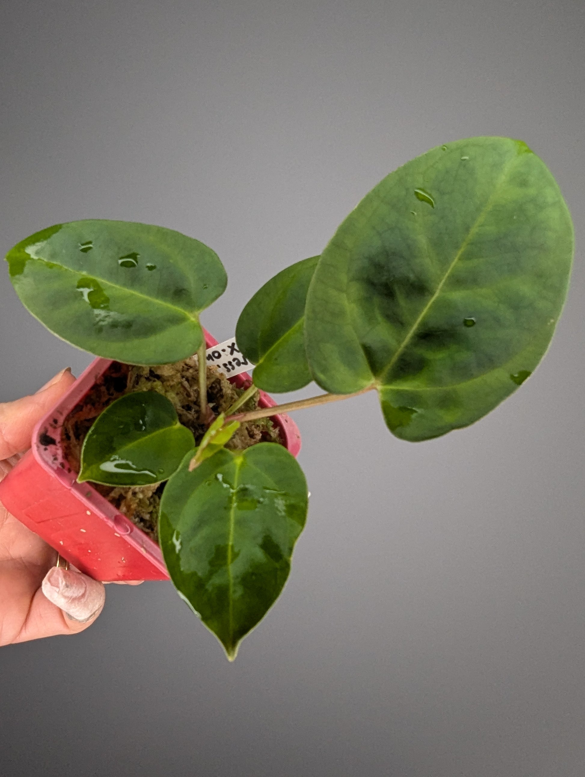 anthurium hybride : dressleri x X-one