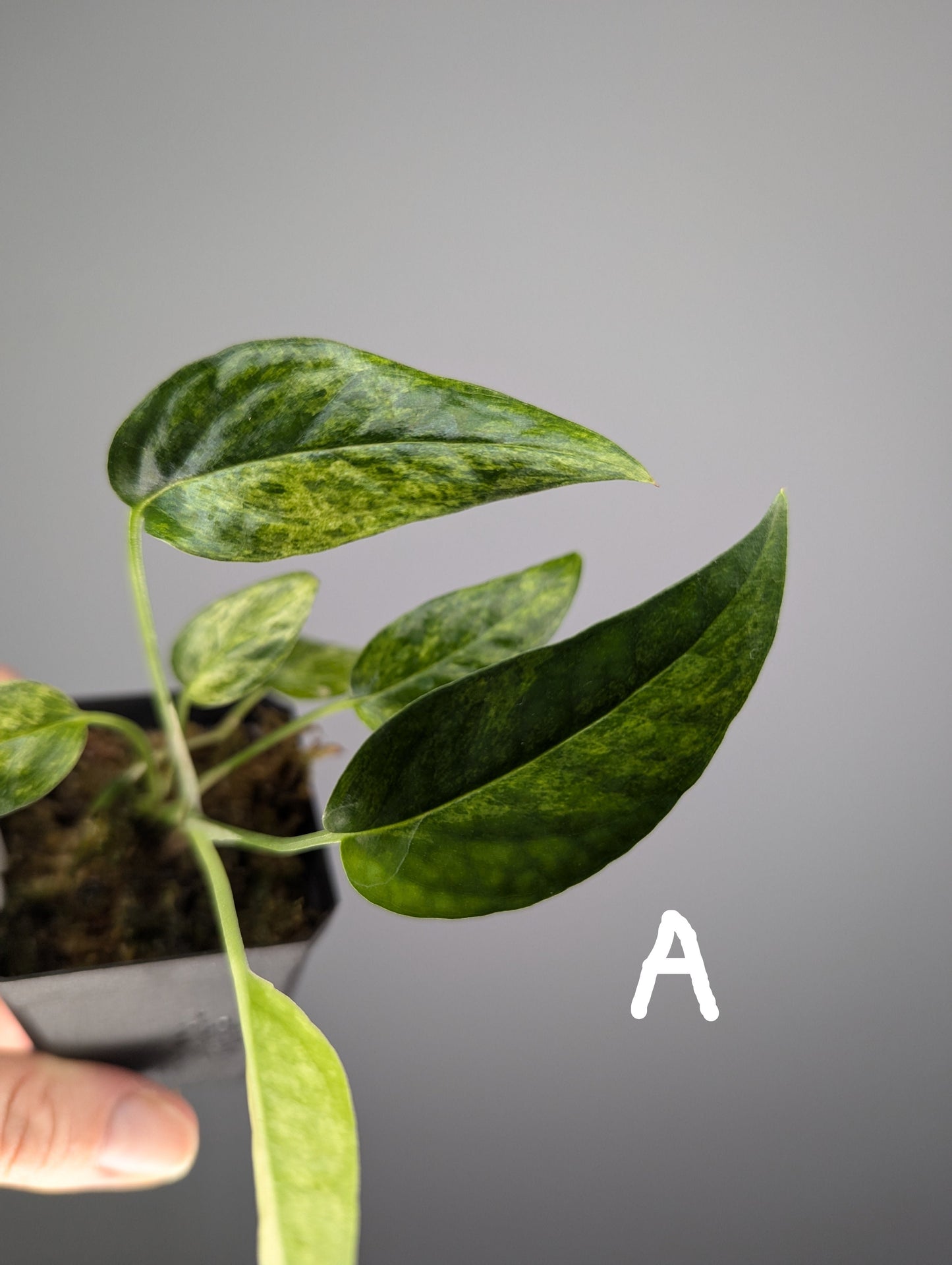 Epipremnum pinnatum mint variegata