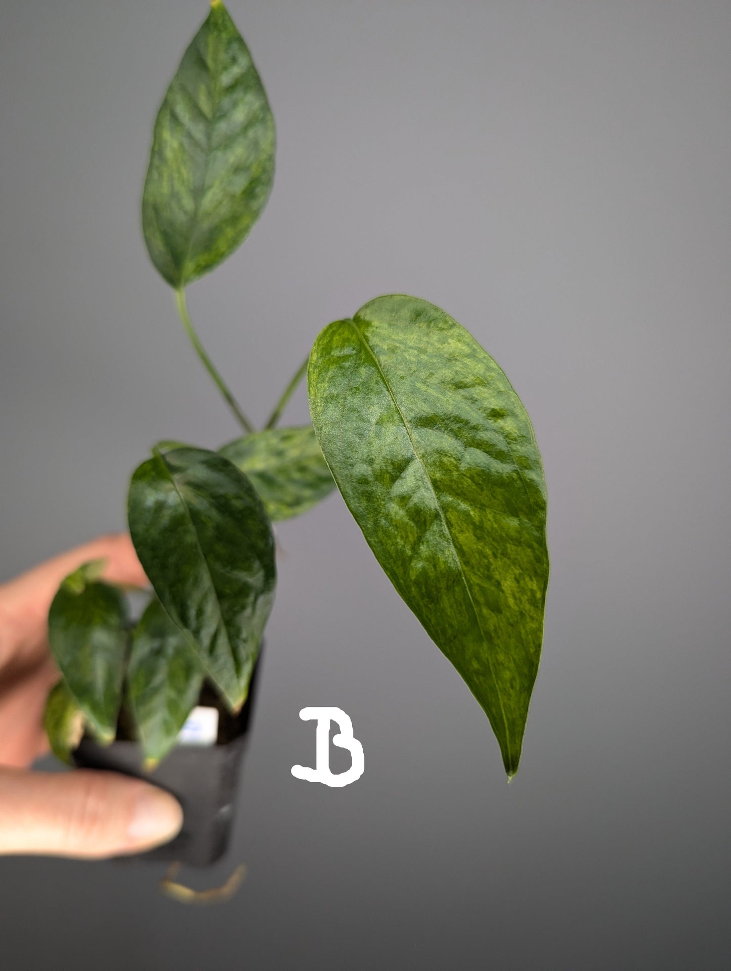 Epipremnum pinnatum mint variegata