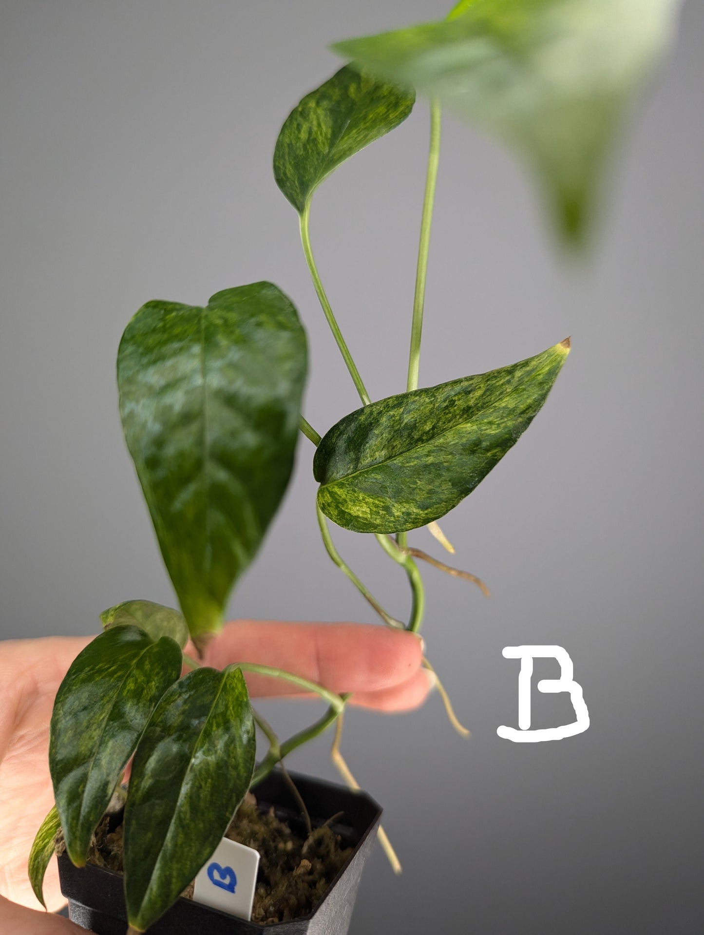 Epipremnum pinnatum mint variegata