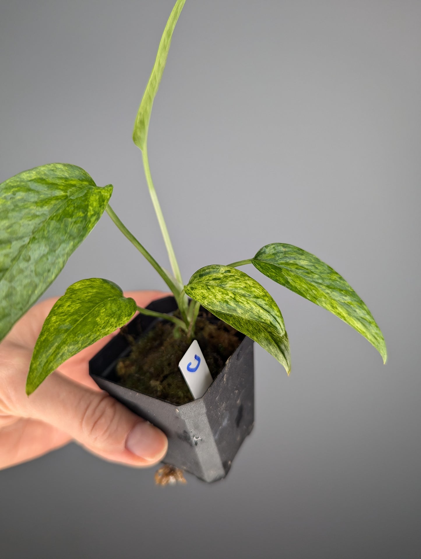 Epipremnum pinnatum mint variegata