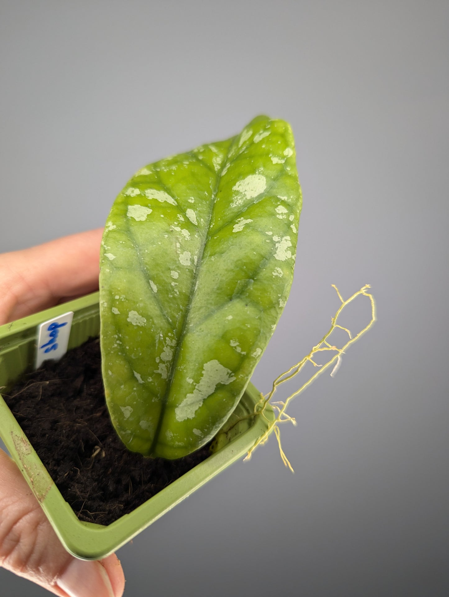 Hoya sp. Tabalong